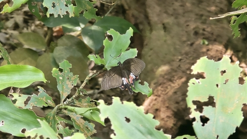 Papilio