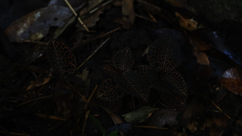 Anoectochilus roxburghii