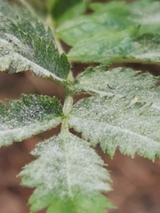 Podosphaera aucupariae