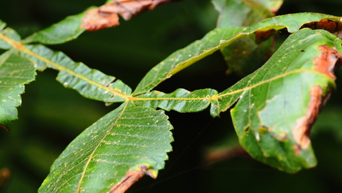 Chinese sumac