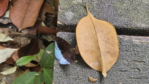 Tanaecia iapis