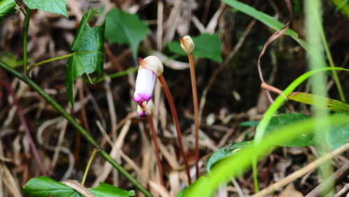 Indian Broomrape