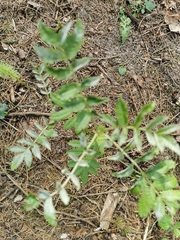 Podosphaera aucupariae