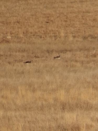 Great Bustard