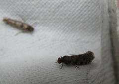 Parochmastis hilderi