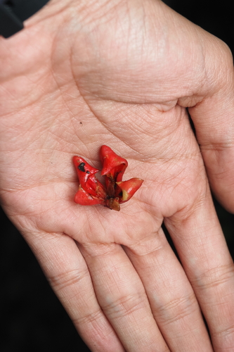 Euonymus indicus observed 2026-08-21