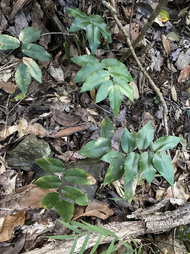Pellaea paradoxa observed 2026-08-23