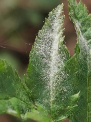 Podosphaera aucupariae