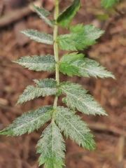 Podosphaera aucupariae