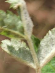 Podosphaera aucupariae