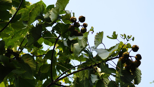 mu oil tree