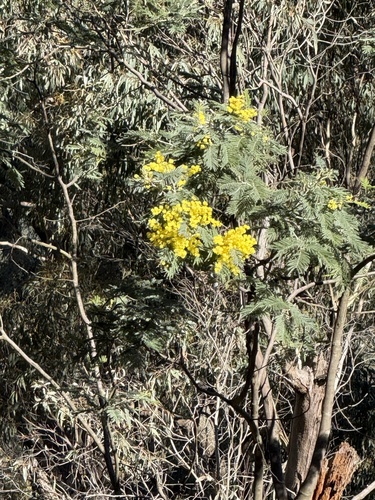 Silver wattle