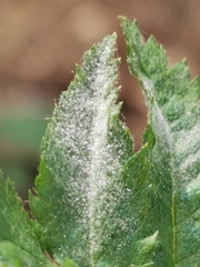 Podosphaera aucupariae