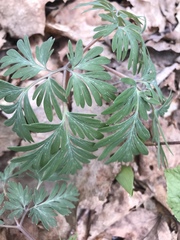 Dicentra cucullaria