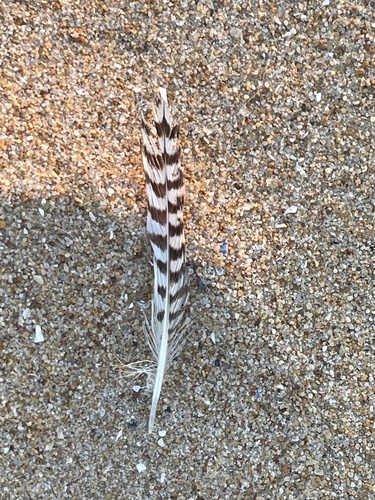 Plume de Chevalier gambette