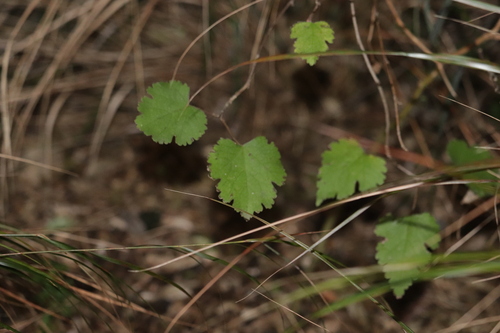 Plagianthus regius, photograph 6