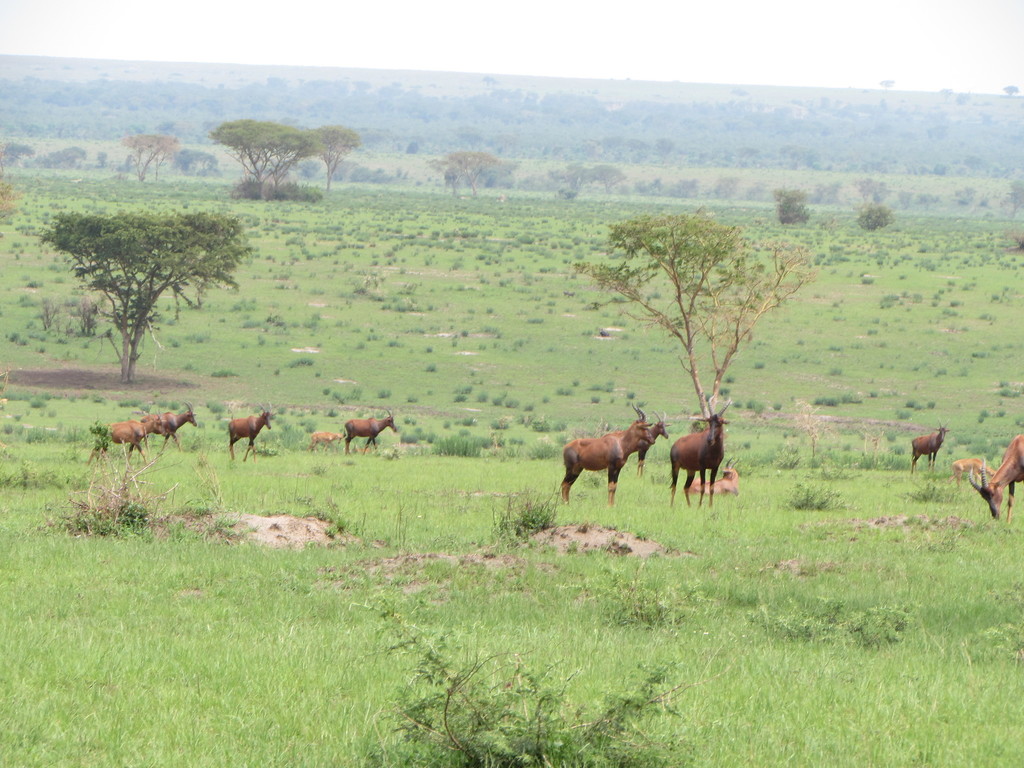 Damaliscus lunatus jimela, Rubirizi, Uganda, by Barna Takats