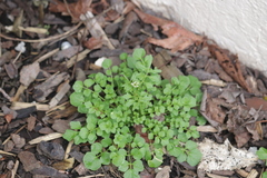 Cardamine hirsuta, photograph (c) sam-rajnikant, some rights reserved (CC BY)