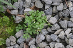 Cardamine hirsuta, photograph (c) sam-rajnikant, some rights reserved (CC BY)