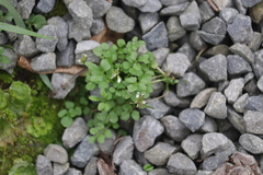Cardamine hirsuta, photograph (c) sam-rajnikant, some rights reserved (CC BY)
