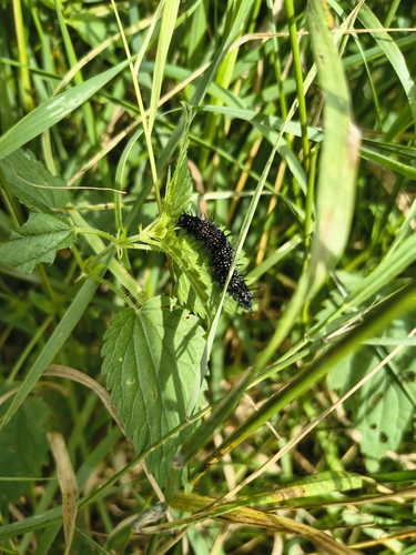 European Peacock Butterfly