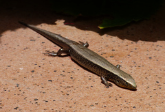 Chalcides sexlineatus