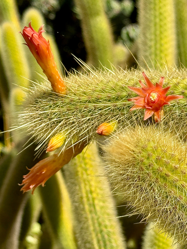 Golden Rat-tail Cactus