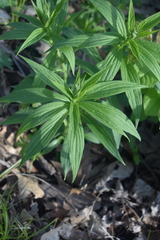 Lithospermum latifolium