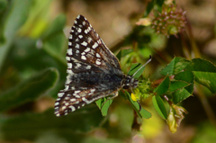 Pyrgus ruralis