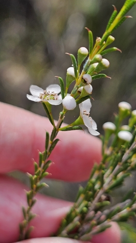 Hysterobaeckea behrii, photograph 1