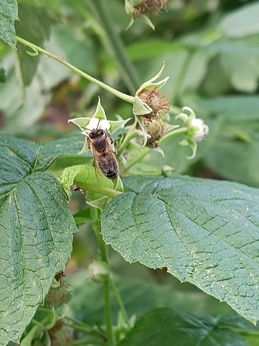 Western Honey Bee