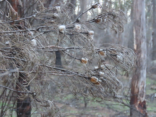 Isopogon dawsonii, photograph 2