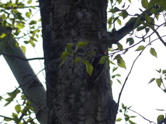 Sphyrapicus nuchalis