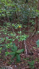 Rauvolfioideae