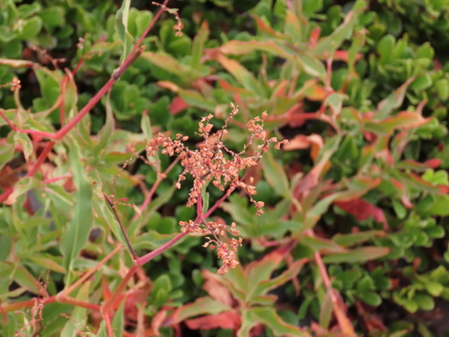 Koenigia alpina, 2026-08-22