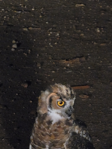 Great Horned Owl