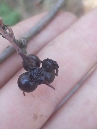 golden currant