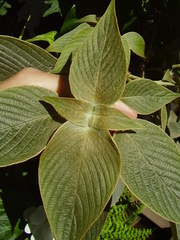 Strobilanthes gossypina