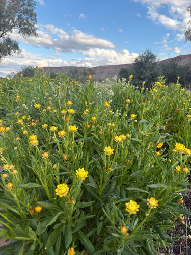 Xerochrysum interiore