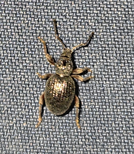 Strawberry Root Weevil