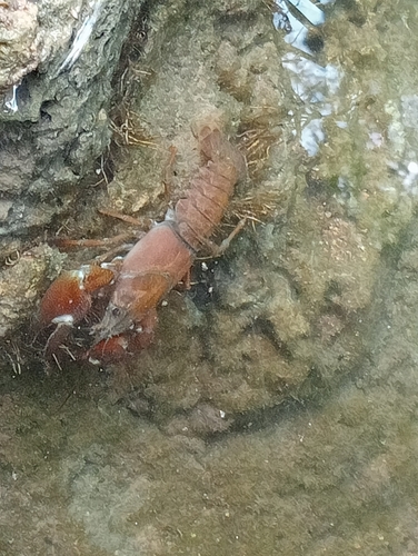 Signal Crayfish