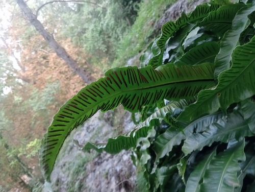 Hart's-tongue fern