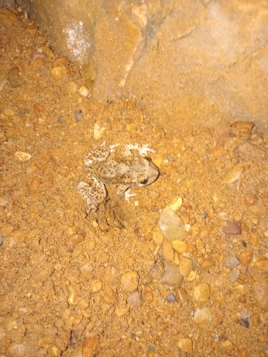 Common Midwife Toad