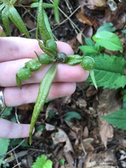 Dryocosmus quercuslaurifoliae