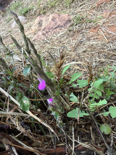 Rostellularia adscendens, 2026-08-22
