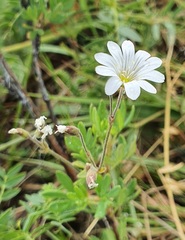 Cerastium arvense, photograph (c) Urgamal Magsar, some rights reserved (CC BY)