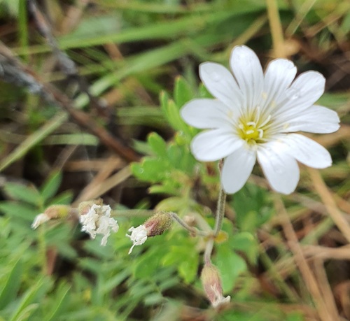 Cerastium arvense, photograph 4