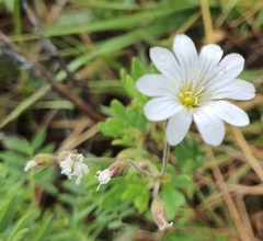 Cerastium arvense, photograph (c) Urgamal Magsar, some rights reserved (CC BY)