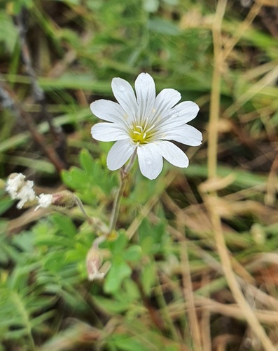 Cerastium arvense, photograph 2