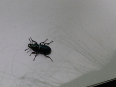 Platycerus caraboides